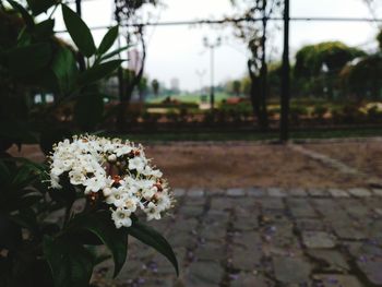 Close-up of white flowers against blurred background