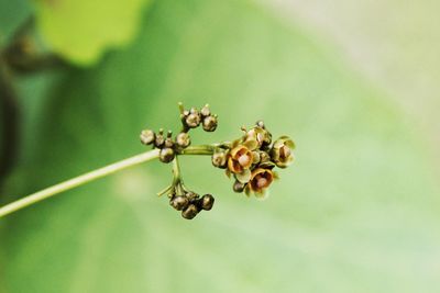 Close-up of wilted on plant