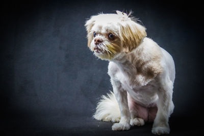 Portrait of puppy sitting against black background