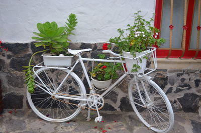 Bicycle on potted plant against wall