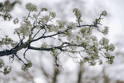 Close-up of snow on plant