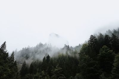 Trees in forest against sky