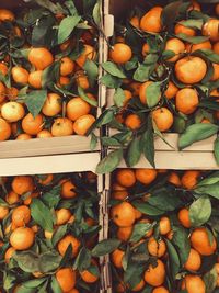 Fruits for sale at market stall