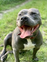 Close-up of a amstaff dog on field