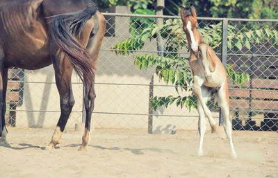 Horses on sand