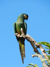 Low angle view of bird perched on blue sky