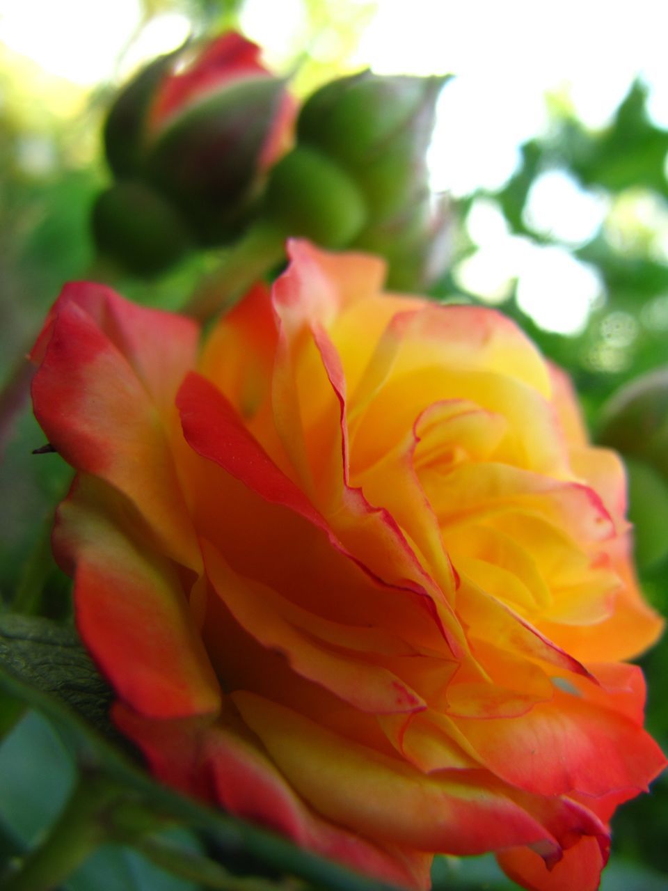 CLOSE-UP OF ROSE AGAINST RED AND YELLOW ROSES