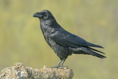 Close-up of bird perching on wood