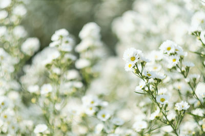 Close-up of white flowering plant on field