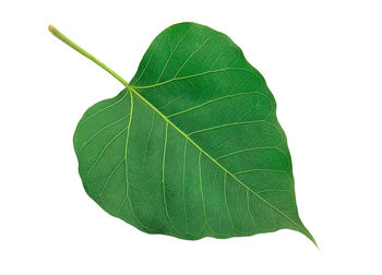 Close-up of green leaves on white background