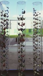 Plants growing on wall