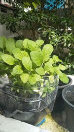 Close-up of potted plants in yard