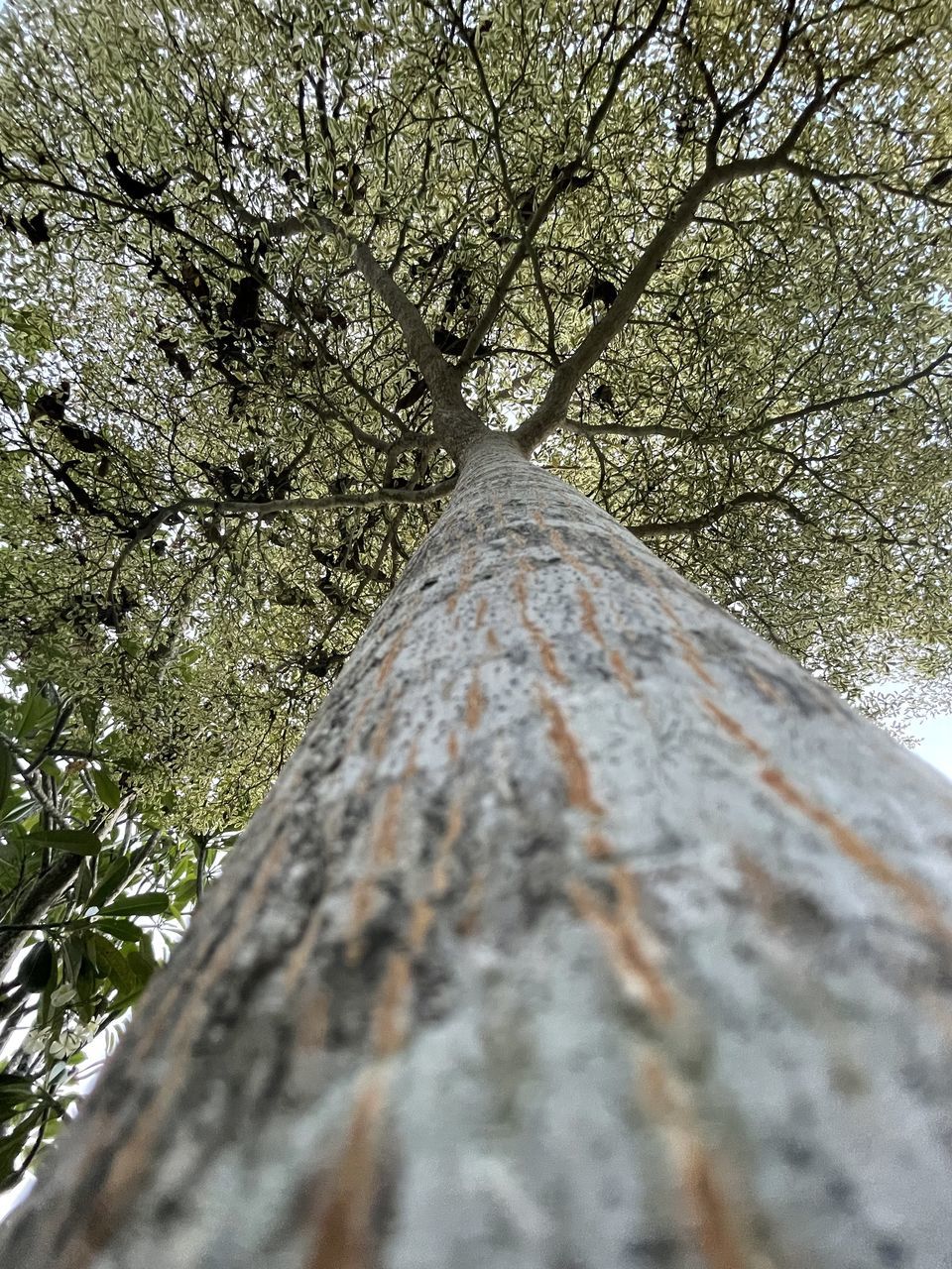 tree, plant, leaf, branch, nature, low angle view, day, no people, tree trunk, trunk, winter, growth, autumn, outdoors, beauty in nature, flower, forest, tranquility, wood, land, sunlight, close-up