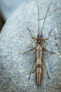 Close-up of grasshopper