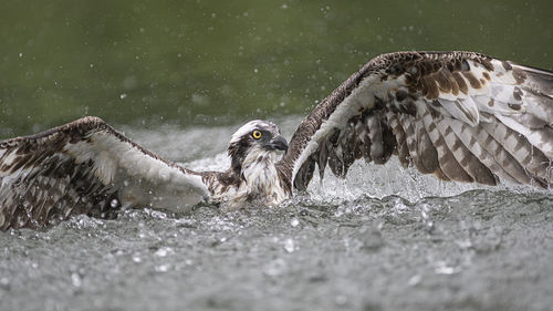 View of birds swimming in lake