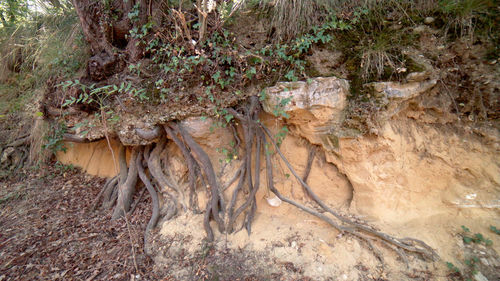 Close-up of roots on rock
