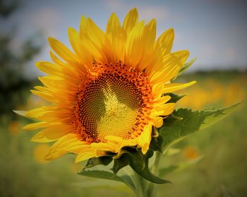 Close-up of sunflower