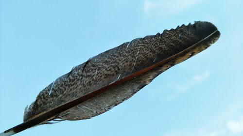 Low angle view of feather against sky