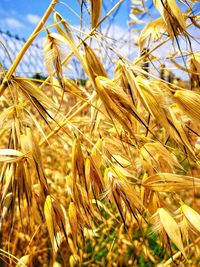 Close-up of stalks in field