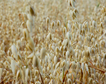 Close-up of wheat field