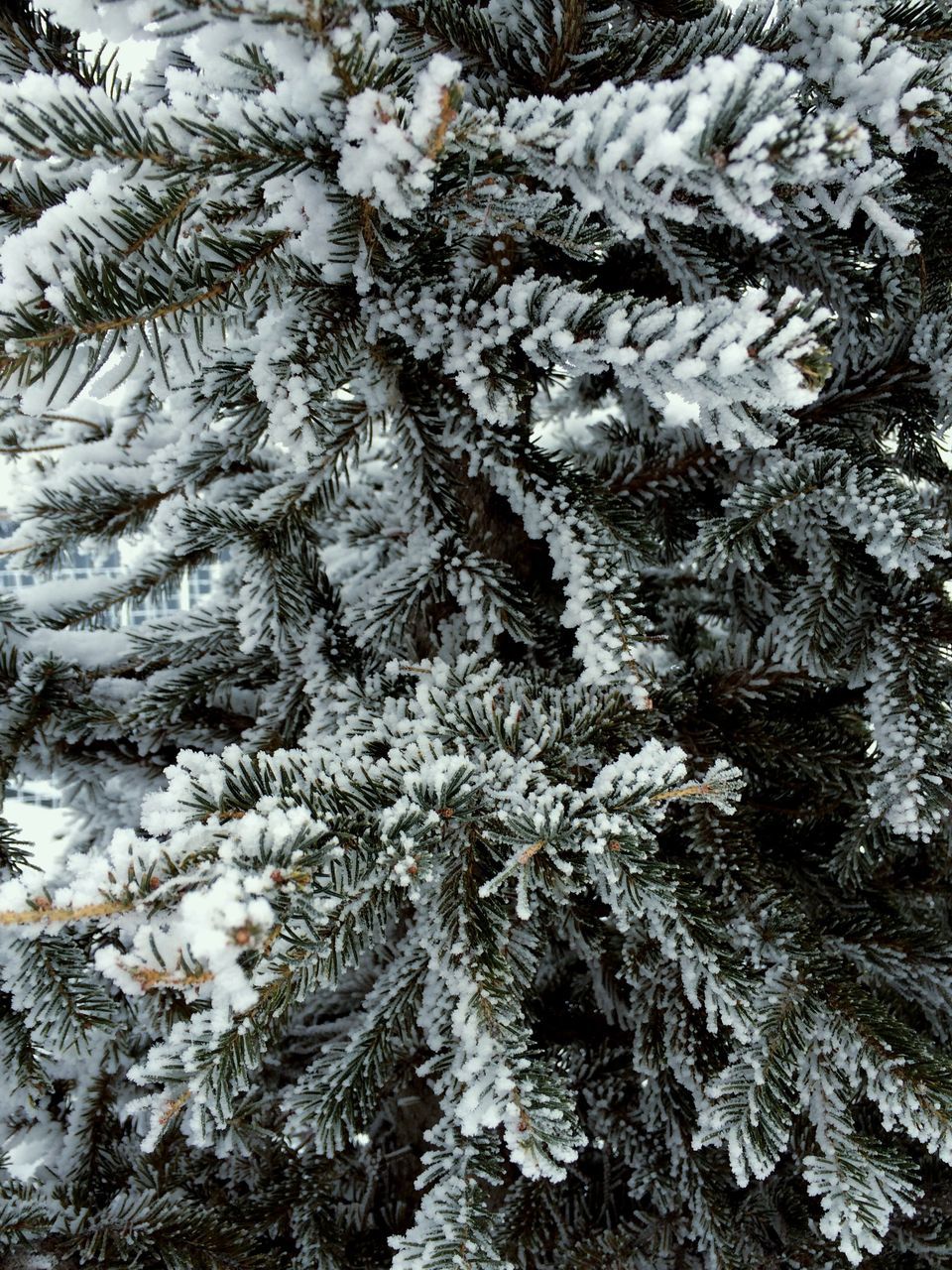 cold temperature, winter, snow, nature, frozen, water, high angle view, growth, tranquility, beauty in nature, full frame, season, ice, day, outdoors, plant, backgrounds, no people, close-up, white color