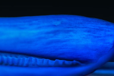 Close-up of blue eye