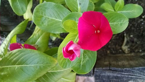 Close-up of pink flower