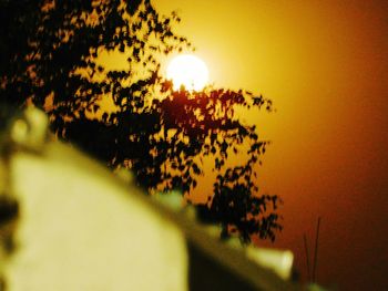 Close-up of tree against sunset