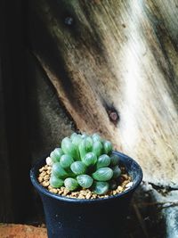 Close-up of succulent plant