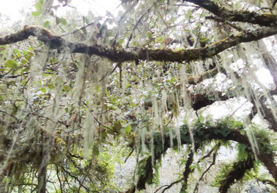 Low angle view of trees