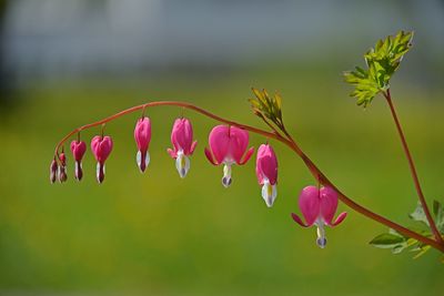 Close-up of pink flowering plant