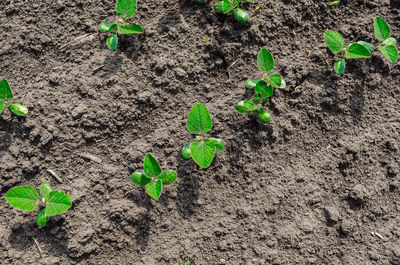 soil