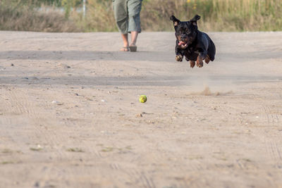 Rottweiler playing with ball on field