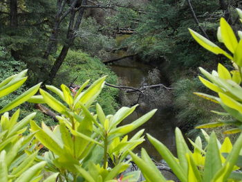 Close-up of lizard on tree