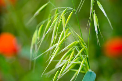 Close-up of fresh green plant in field