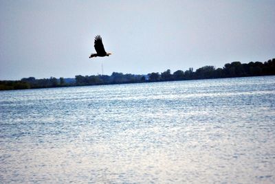 Bird flying over sea