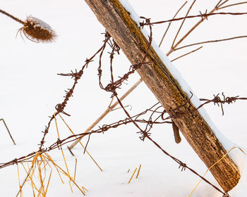 Low angle view of insect on tree against sky