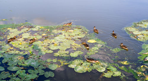 High angle view of leaves floating in lake