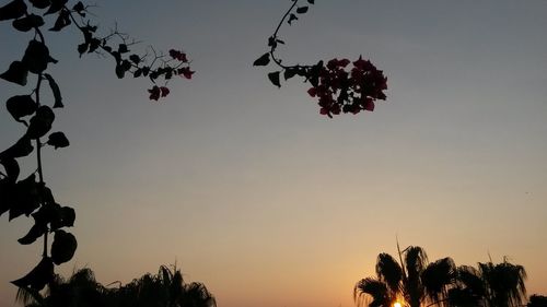 Low angle view of trees against clear sky