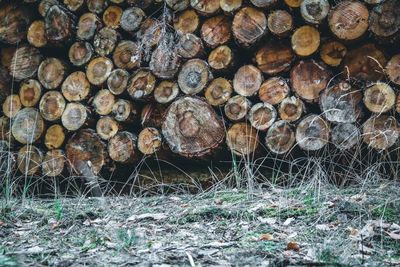 Stack of logs in forest