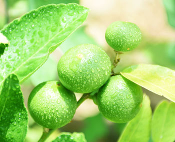 Green lemon and drops of water after the rain has a blurred background, lemon background