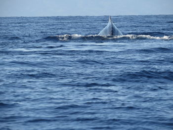 Whale in calm blue sea