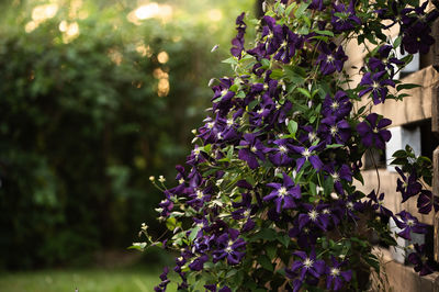 Close-up of purple flowering plants