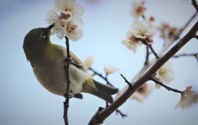 Low angle view of japanese white eye warbler on plum blossoms against sky