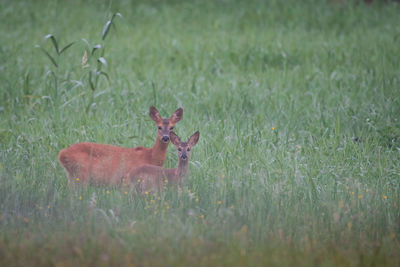 View of deer on field