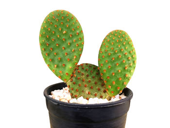 Close-up of succulent plant against white background