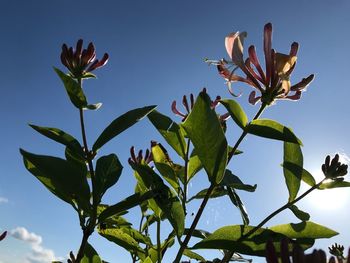 Close-up of flowering plant against blue sky