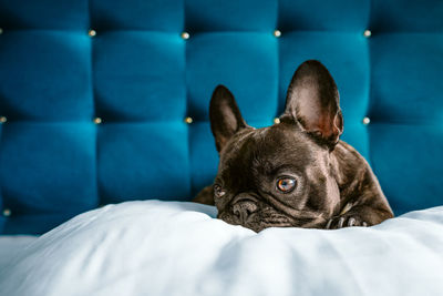 French bulldog dog in bed at home