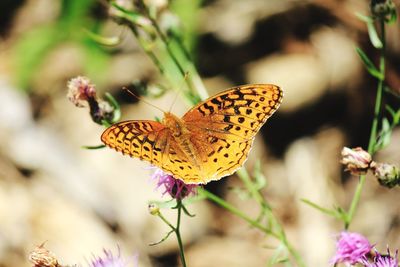 Close-up of butterfly pollinating on flower