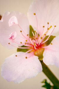 Close-up of cherry blossom